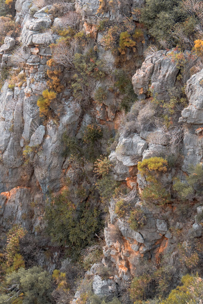 Bella roccia con erbe selvatiche su pietre - Foto, immagini