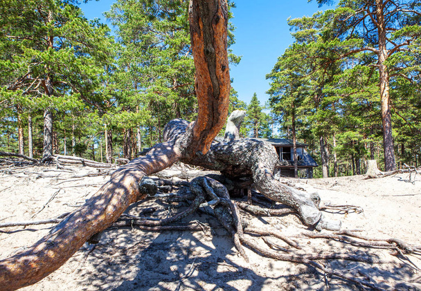 Een pittoreske boom die parallel aan de grond groeit. Koyonsaari-eiland (zuidoostelijk deel). Het Ladoga meer. Met Karelia. Datum van de schietpartij 14 jun 2020 - Foto, afbeelding