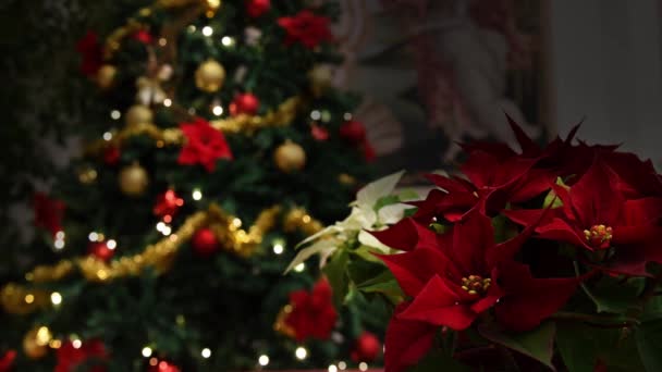 Рождественская звезда цветок, Poinsettia, елка - Кадры, видео