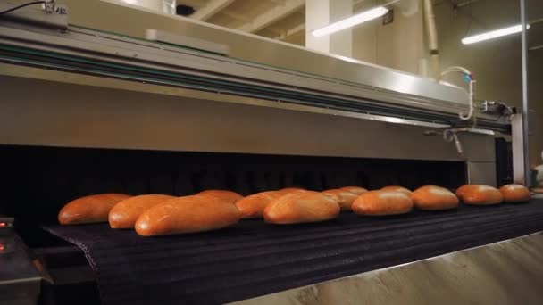 fresh hot bread comes out of the oven in close-up on a conveyor belt and is sprayed with water to add gloss and Shine against the background of a bakery manufacturer or factory. - Footage, Video