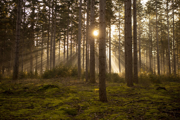 Sun peaking through a dense pine forest in autumn at sunrise with trees creating a mystique atmosphere and kind of Jacobs ladders of light rays - Fotó, kép