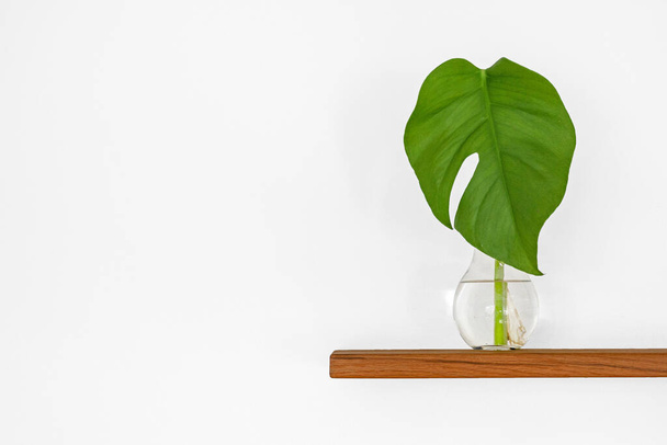 A closeup shot of a plant on a shelf - Fotografie, Obrázek