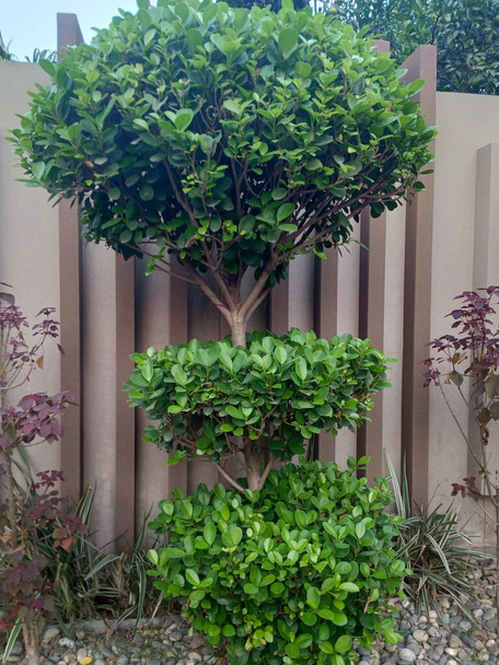 Une vue de face d'une décoration extérieure de plantes vertes. - Photo, image