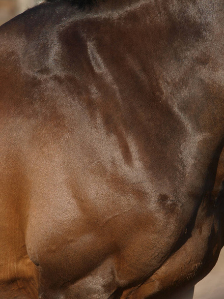 Un resumen del lado de un caballo que muestra un brillo saludable en su abrigo y condición. - Foto, imagen