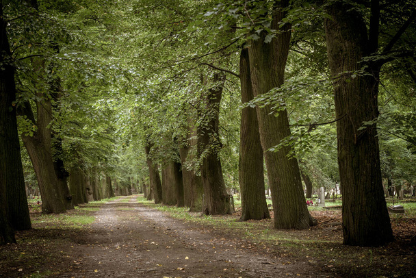 A view of a summer parkway with huge trees on the side of the road - Photo, Image