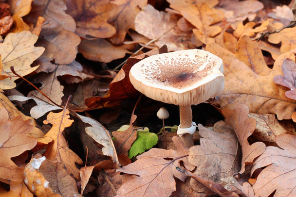 Macrolepiota procera, the parasol mushrooms in autumn forest - Photo, Image