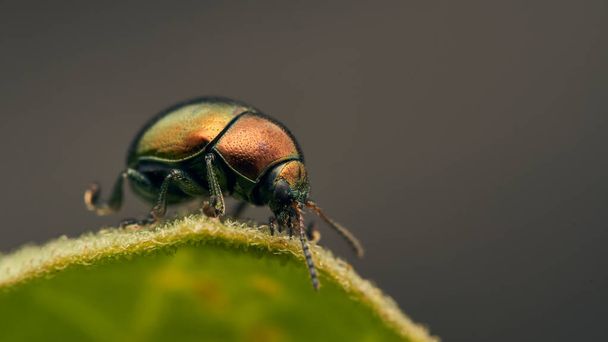 Золотой жук позирует на зеленом листе - Фото, изображение