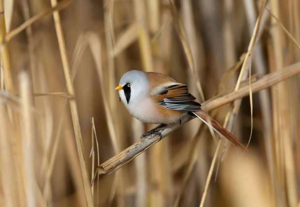 Males and females of The bearded reedling (Panurus biarmicus) are solitary and in groups perch on reed stalks in the soft morning light. Close-up and detailed photos from an unusual angle - Фото, изображение