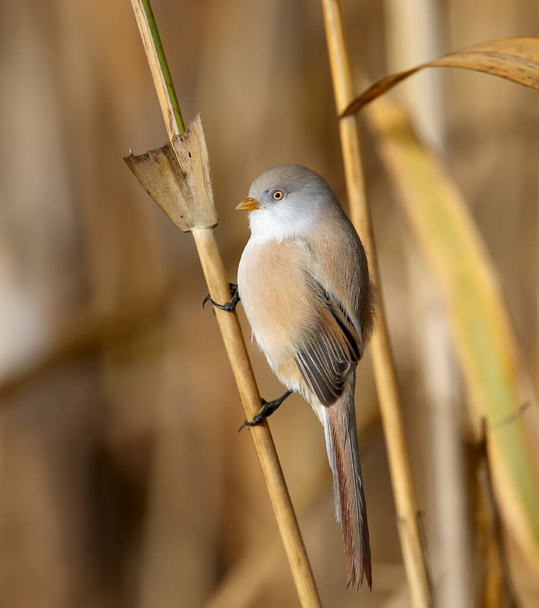 Males and females of The bearded reedling (Panurus biarmicus) are solitary and in groups perch on reed stalks in the soft morning light. Close-up and detailed photos from an unusual angle - Photo, Image