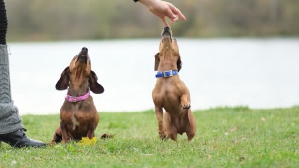 Cvičí psa na trávníku. Malý jezevčík vykonává příkazy vlastníka. psovod učí psí triky. zpomalený pohyb - Záběry, video