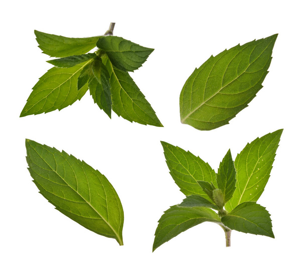 Mint leaves isolated without shadow - Photo, Image