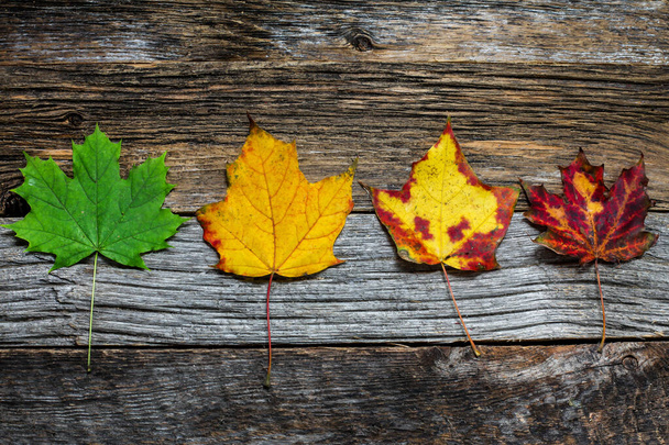 Quatro outono folhas coloridas no fundo de madeira - Foto, Imagem