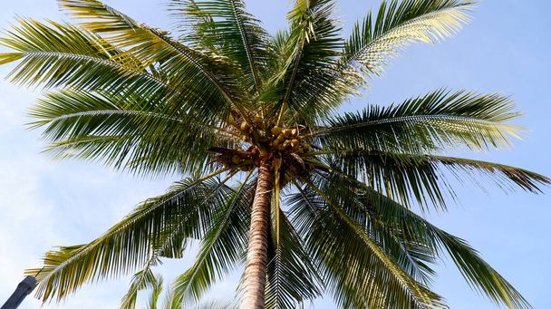 Kokosové stromy rodí - Fotografie, Obrázek