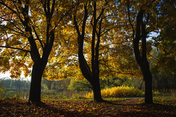 Trees in the rays of the autumn sun - Fotoğraf, Görsel