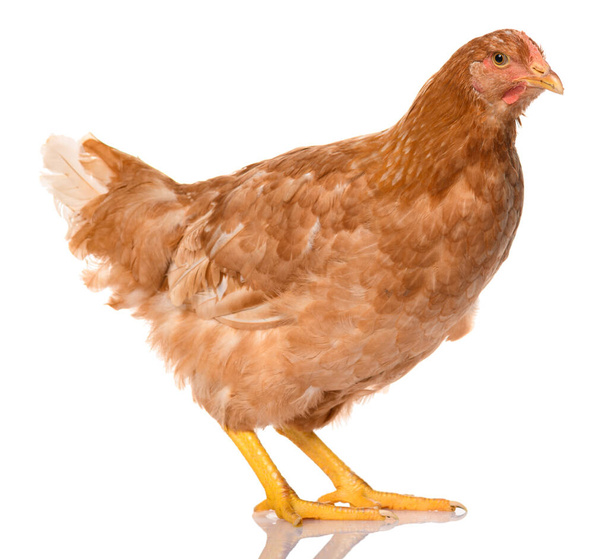 un pollo marrón aislado sobre fondo blanco, sesión de estudio - Foto, imagen