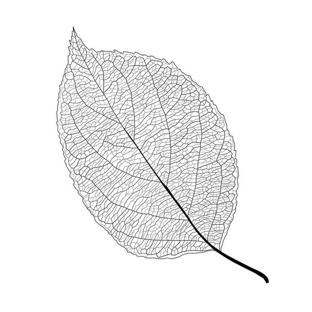Φύλλα γραμμή μονό φύλλο και μαύρο μοτίβο φύλλων φέρει στο χρώμα διακοσμούν σε λευκό φόντο εικονογράφηση χρώμα - Φωτογραφία, εικόνα