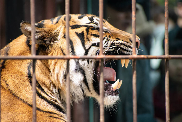 Тигр у клітці, який втрачає свободу і нікуди не рухається
 - Фото, зображення