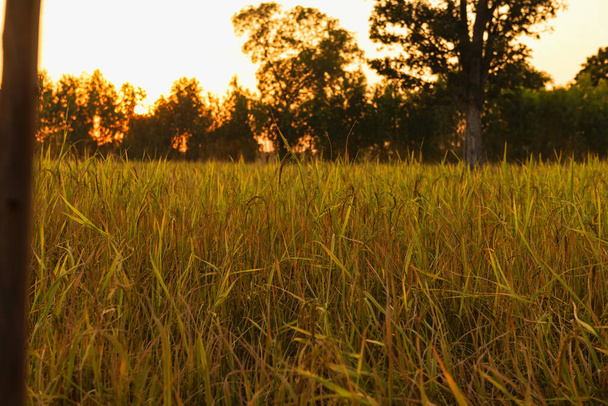 close up fotografie zlatého rýžového pole - Fotografie, Obrázek