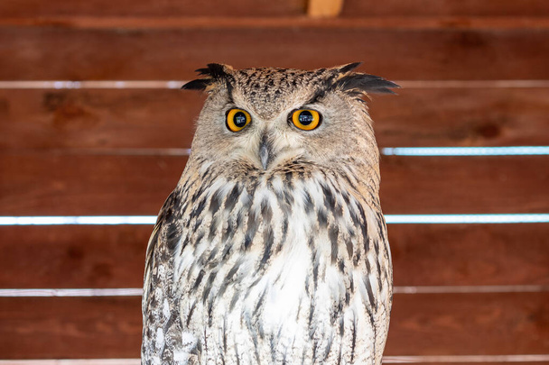 Soví ptačí portrét. Eurasian Eagle Owl. - Fotografie, Obrázek