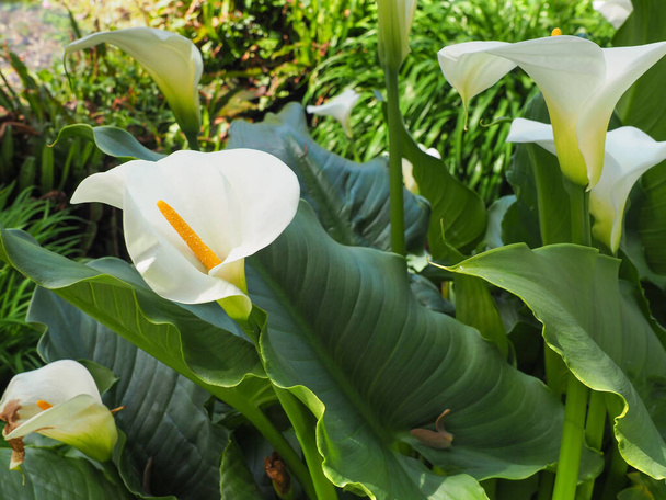 White Arum Lilie blüht, aus nächster Nähe. Calla Lilie oder Calla Lilie Blütenstände sind groß mit einem reinweißen Spathe und einem gelben langen zentralen Spadix. Zantedeschia aethiopica Pflanze aus der Familie der Araceae. - Foto, Bild