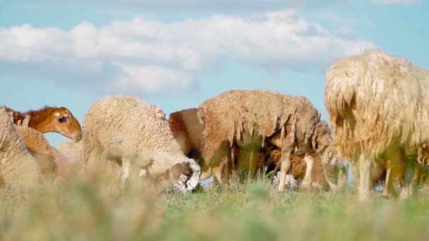 Αγριεμένα πρόβατα στέκονται και βόσκουν στο χωράφι. Γεωργία και κτηνοτροφία. Αργή κίνηση. - Πλάνα, βίντεο