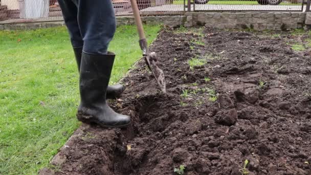 庭師はスペードで花壇を掘り、肥料のための溝を準備します。粘土を浸す。田舎暮らし。農業労働。ビデオショットフルHD 60 fps.  - 映像、動画