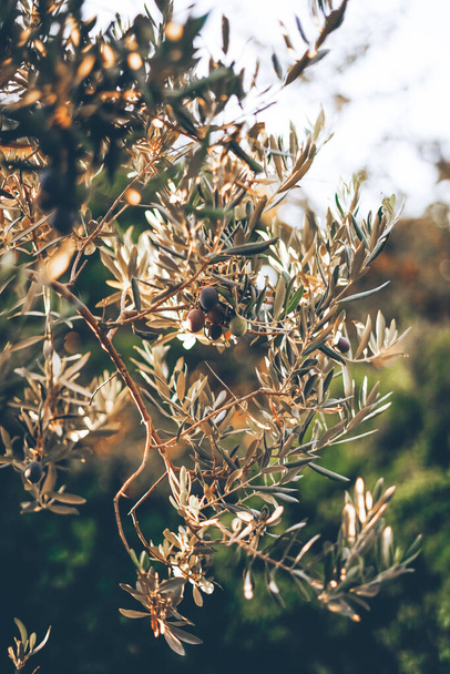 černé olivy na stromě v kontrastním světle - Fotografie, Obrázek