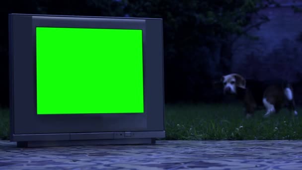 Vecchia televisione con schermo verde e un cane nella notte. È possibile sostituire lo schermo verde con il filmato o l'immagine che si desidera. Puoi farlo con l'effetto Keying in After Effects o qualsiasi altro software di editing video (dai un'occhiata ai tutorial su YouTube).   - Filmati, video