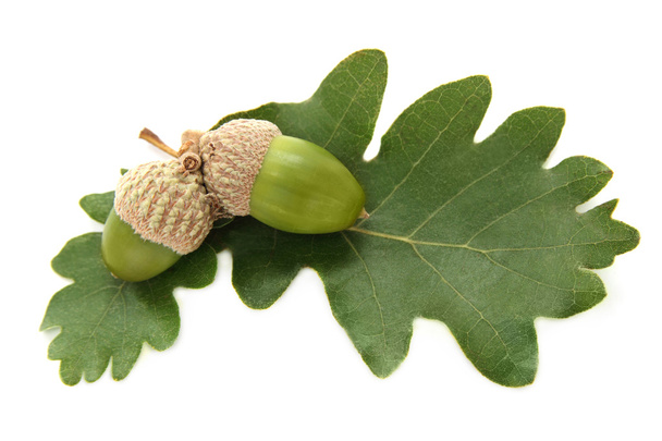 Fresh green acorns with leaves - Photo, Image