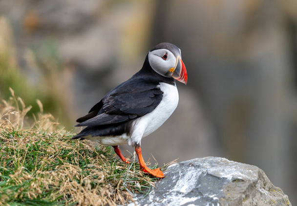 The Atlantic puffin, also known as the common puffin  - Photo, Image