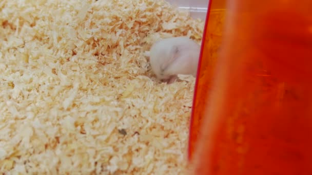 O hamster recém-nascido - Filmagem, Vídeo