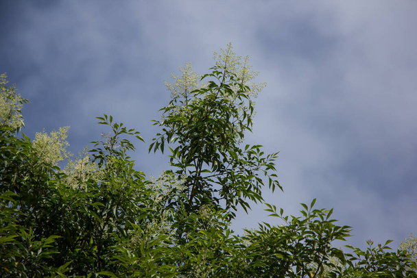 Green leaf of tree and White Flower in blue sky or Fraxinus griffithii tree - Photo, Image