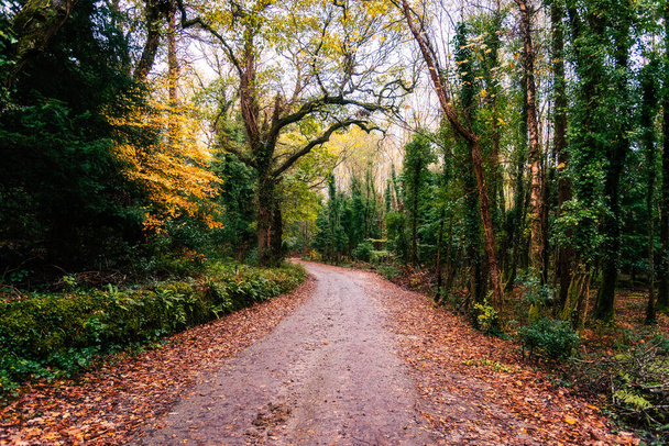 Estrada solitária no Outono - Foto, Imagem
