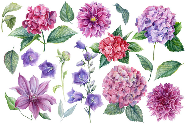 Belles fleurs, dahlias, hortensias, clématites, cloche bleue, aquarelle illustration botanique, dessin floral - Photo, image