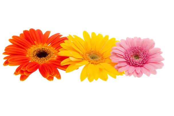 Various gerbera daisies - Photo, Image