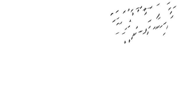 Jeřáby silueta létání v super pomalém pohybu nad bílou oblohou - Záběry, video