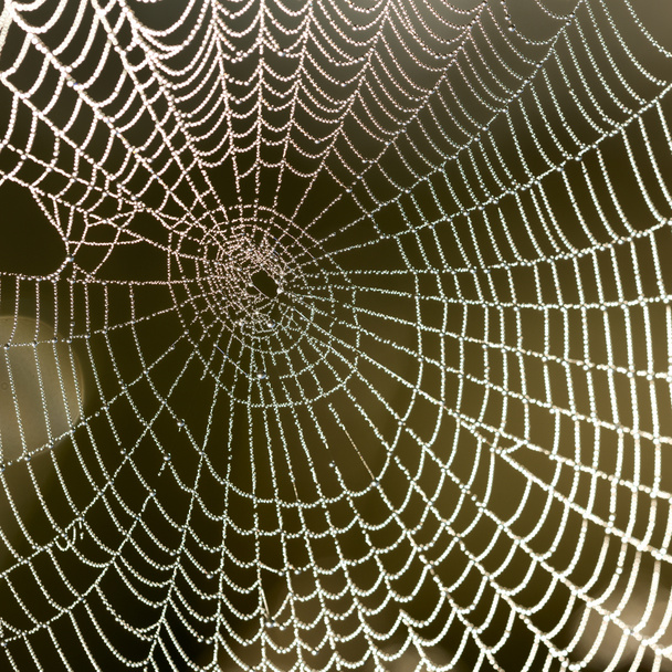 krásný pavučina s vodou kapky detail - Fotografie, Obrázek