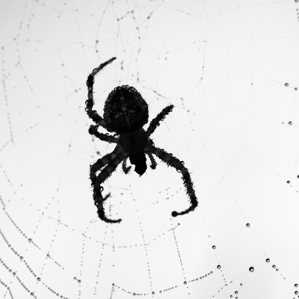 Spider assis dans sa toile le matin
 - Photo, image
