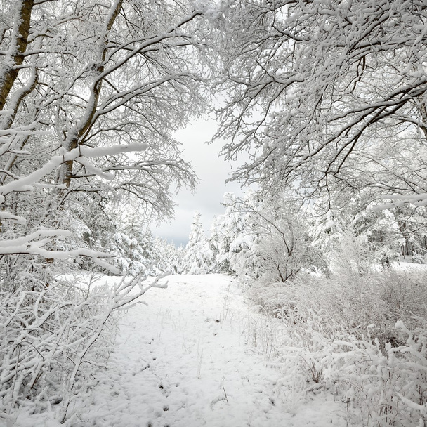 téli csodaország a hóban - Fotó, kép