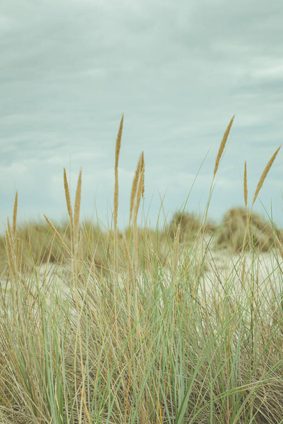 Dunes Wadden Islands Netherlands - Fotó, kép