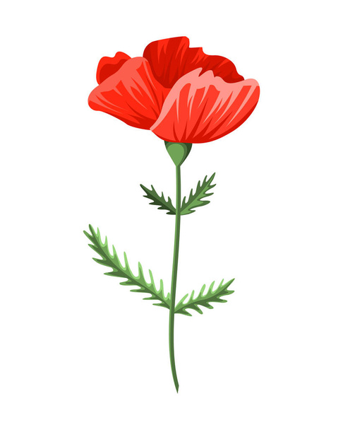 Poppy flower. Watercolor hand drawn poppy. Isolated botanical symbol of blooming red poppy blossom. Floral design for decor or holiday wedding greeting card template - Wektor, obraz