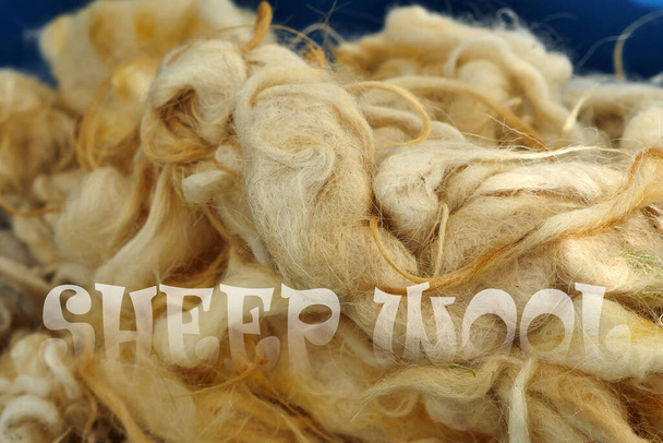 lana di pecora naturale e pura, lana di pecora pulita lavata, - Foto, immagini