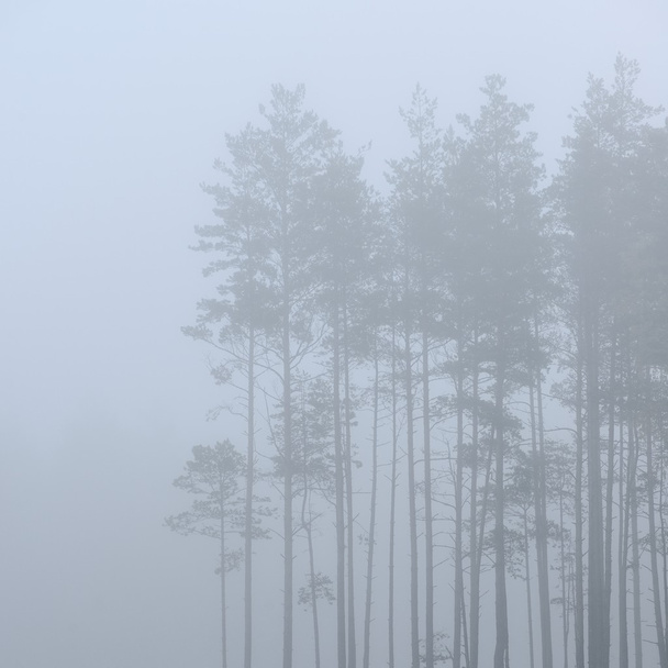 A mystical forest with fog - Fotoğraf, Görsel