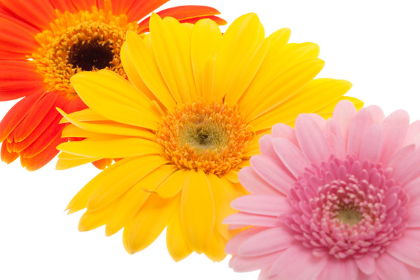 Various gerbera daisies - Photo, Image
