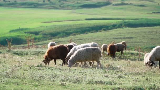 Niedliche Schafe stehen und grasen an einem sonnigen Sommertag auf der Wiese davor. Rinderzucht. Zeitlupe. - Filmmaterial, Video