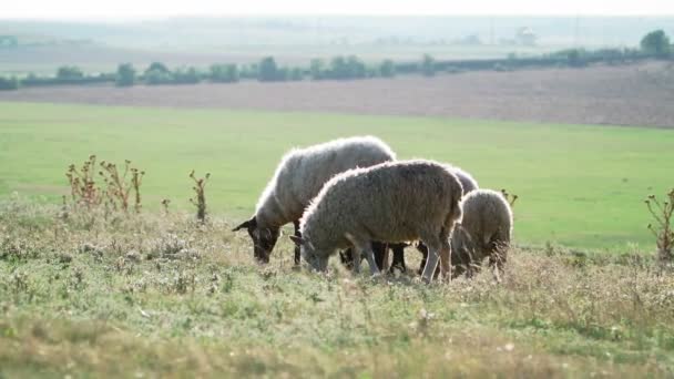 羊の美しいフィールドに立って放牧。農業と牛の繁殖。スローモーション. - 映像、動画