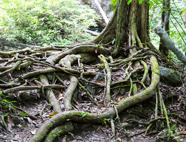 зелений тропічних коріння
 - Фото, зображення