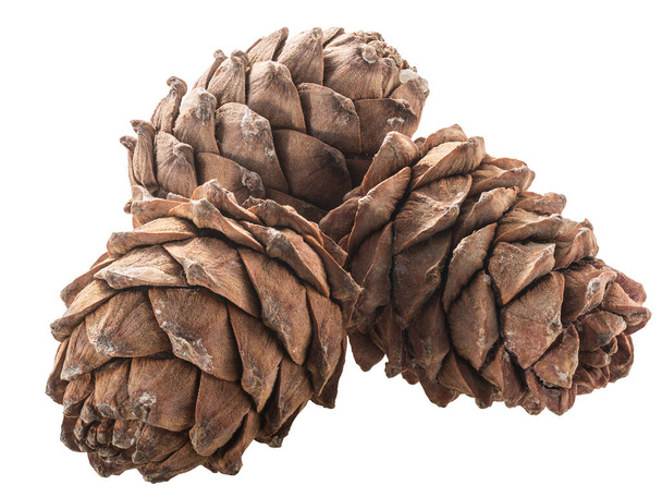 Спелые сосновые шишки (Pinus sibirica), источник орехов пиньоли, изолированные - Фото, изображение
