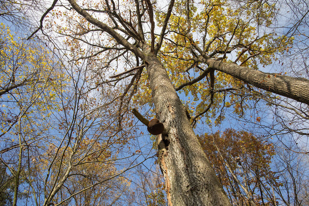Los hongos yesca a veces crecen en el bosque alto en los árboles - Foto, Imagen