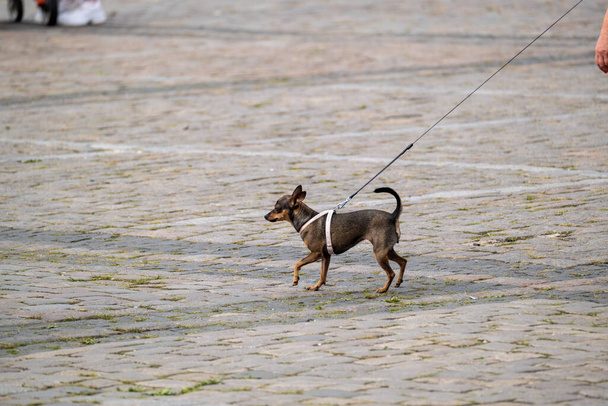 Pequeno cão andando sobre trela - Foto, Imagem